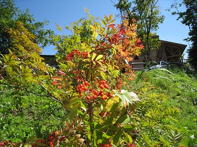 a0038882_123436.jpg