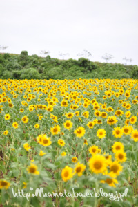 c0051385_2344541.jpg