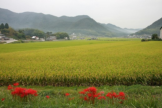 e0190885_1817134.jpg