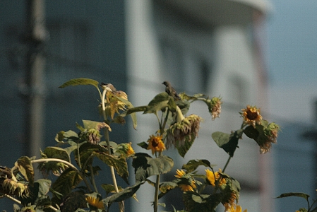 d0133693_2274495.jpg