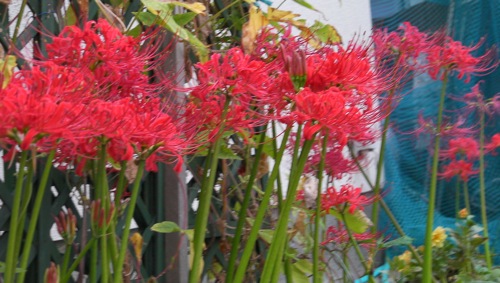 c0052304_7431112.jpg
