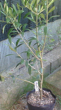 c0205806_1511263.jpg