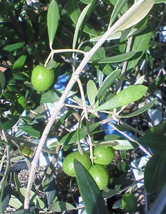 c0205806_1531189.jpg