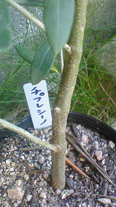 c0205806_1533688.jpg