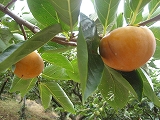 f0139520_22563914.jpg