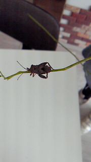 c0204228_1163664.jpg