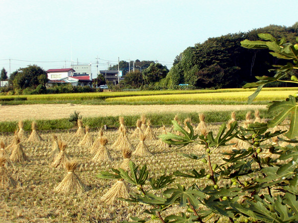c0192930_1711131.jpg