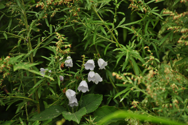 c0133533_1395322.jpg