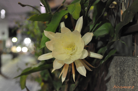 f0000135_2203521.jpg