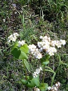 a0115346_14271223.jpg