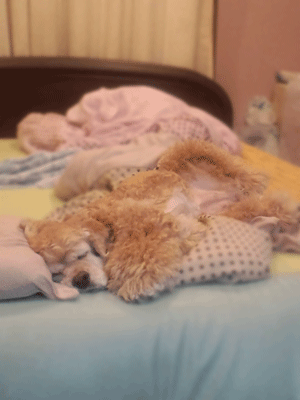 f0203249_2361147.gif