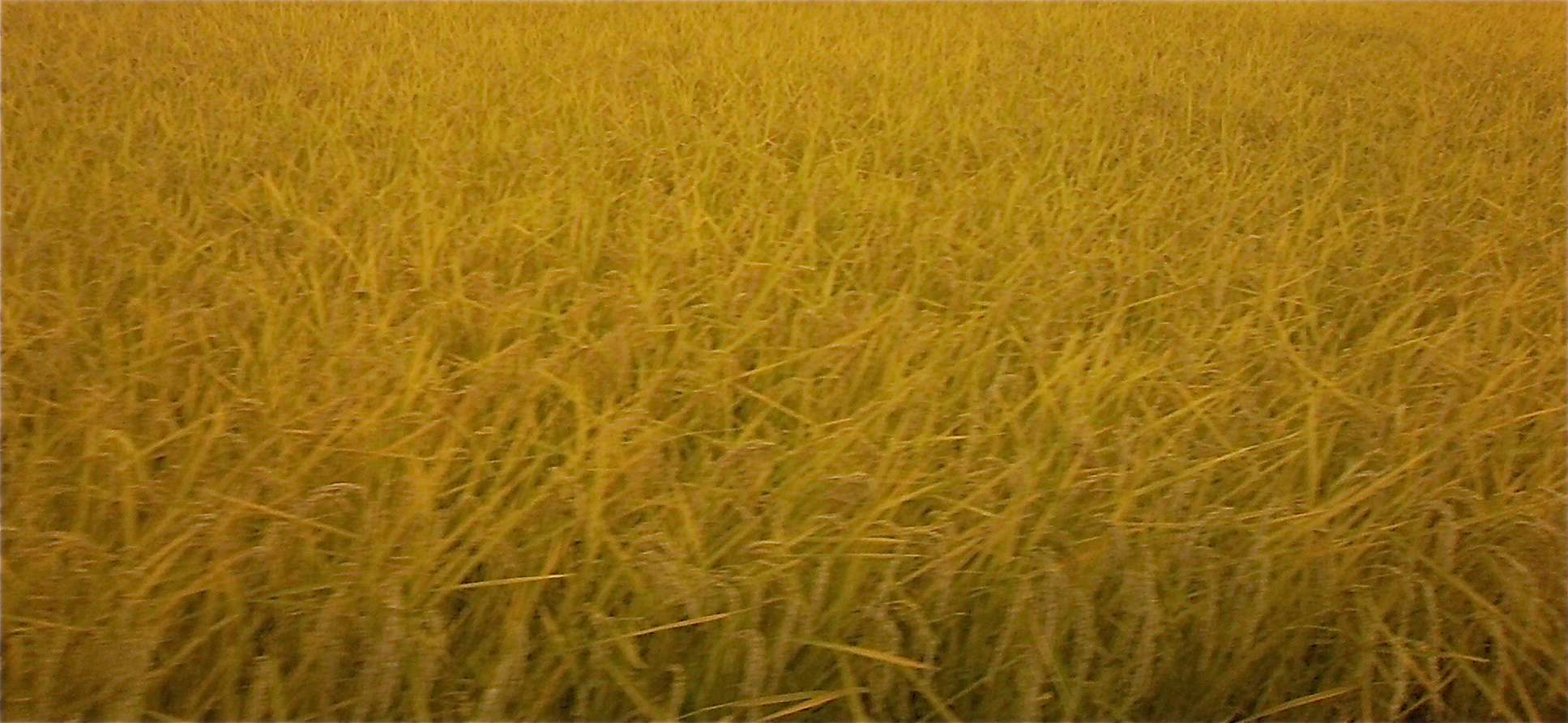 a0119252_1021381.jpg