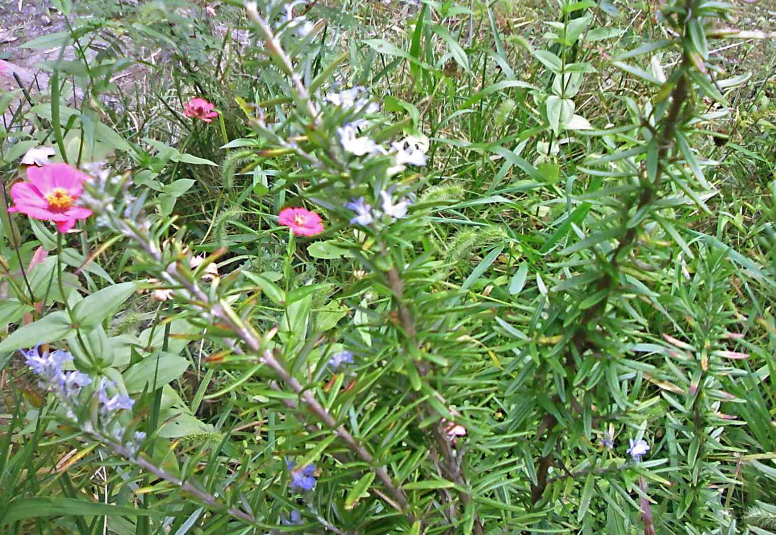 a0119252_1071461.jpg