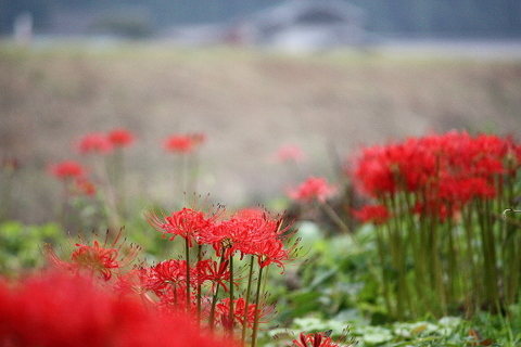 c0183164_10465231.jpg