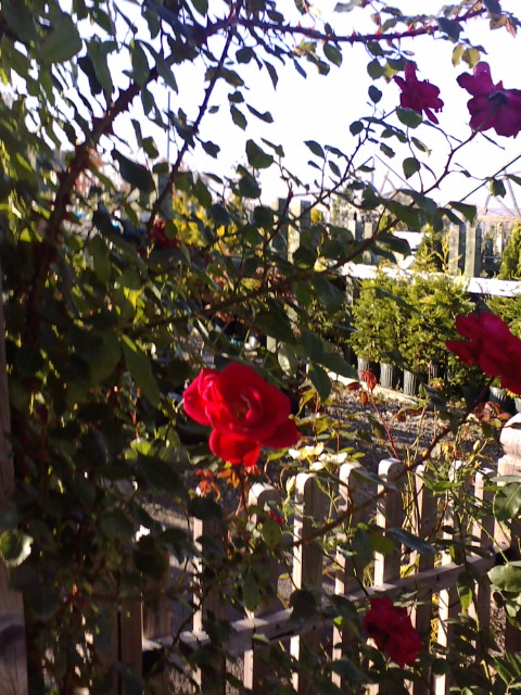 e0190273_23311119.jpg