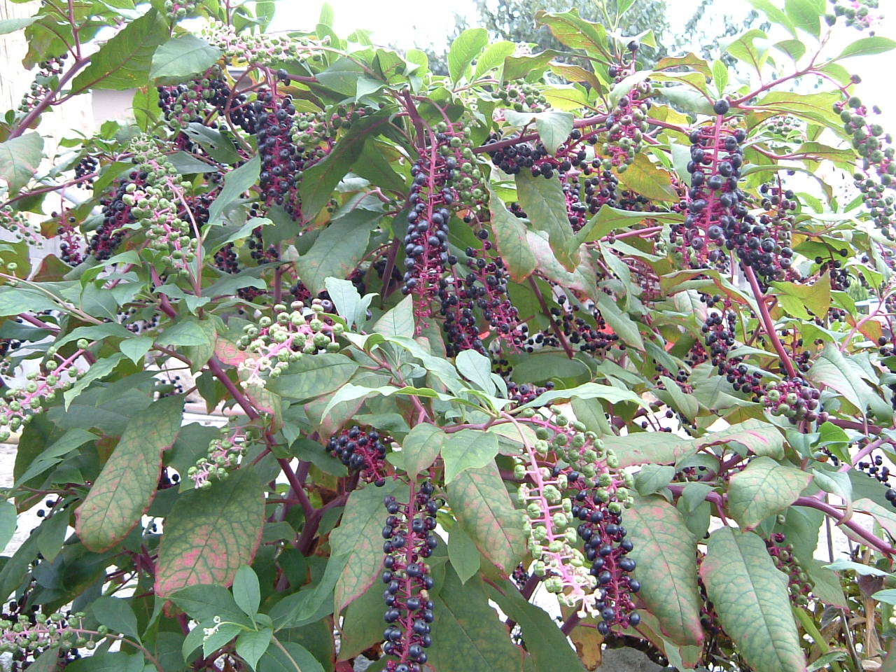 a0135577_23155966.jpg