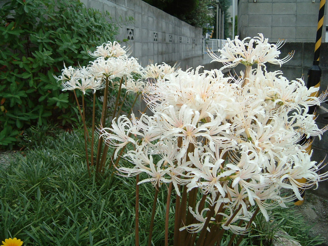 a0135577_23171067.jpg