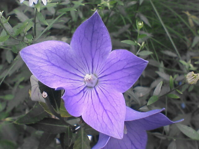 c0069380_1741121.jpg