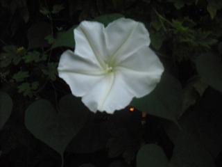 e0133087_20205451.jpg