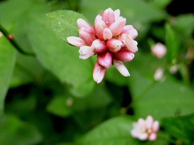 a0007388_10561354.jpg
