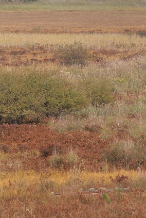 d0133693_4244720.jpg