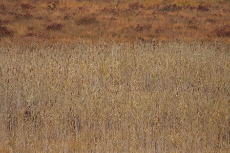 d0133693_425076.jpg
