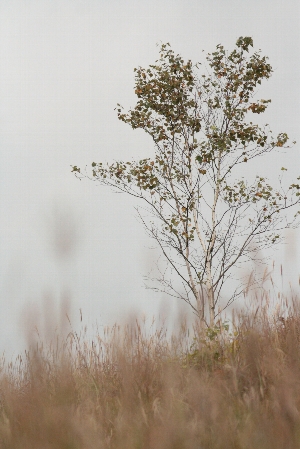 d0133693_425560.jpg