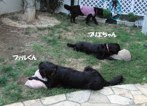 c0050400_17573624.jpg