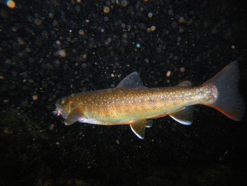 e0123808_232259.jpg