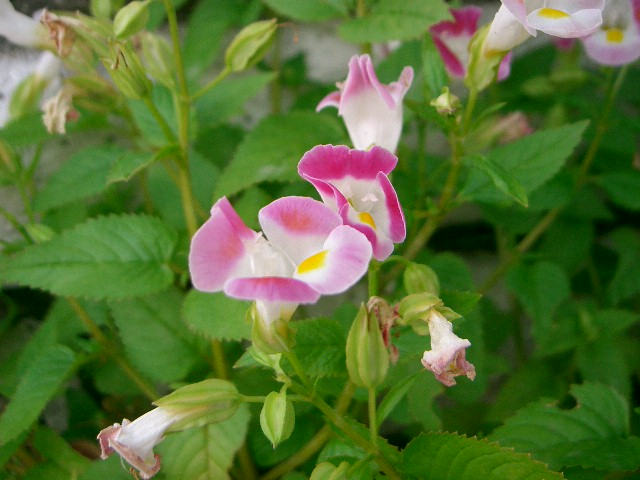 f0162908_23112970.jpg