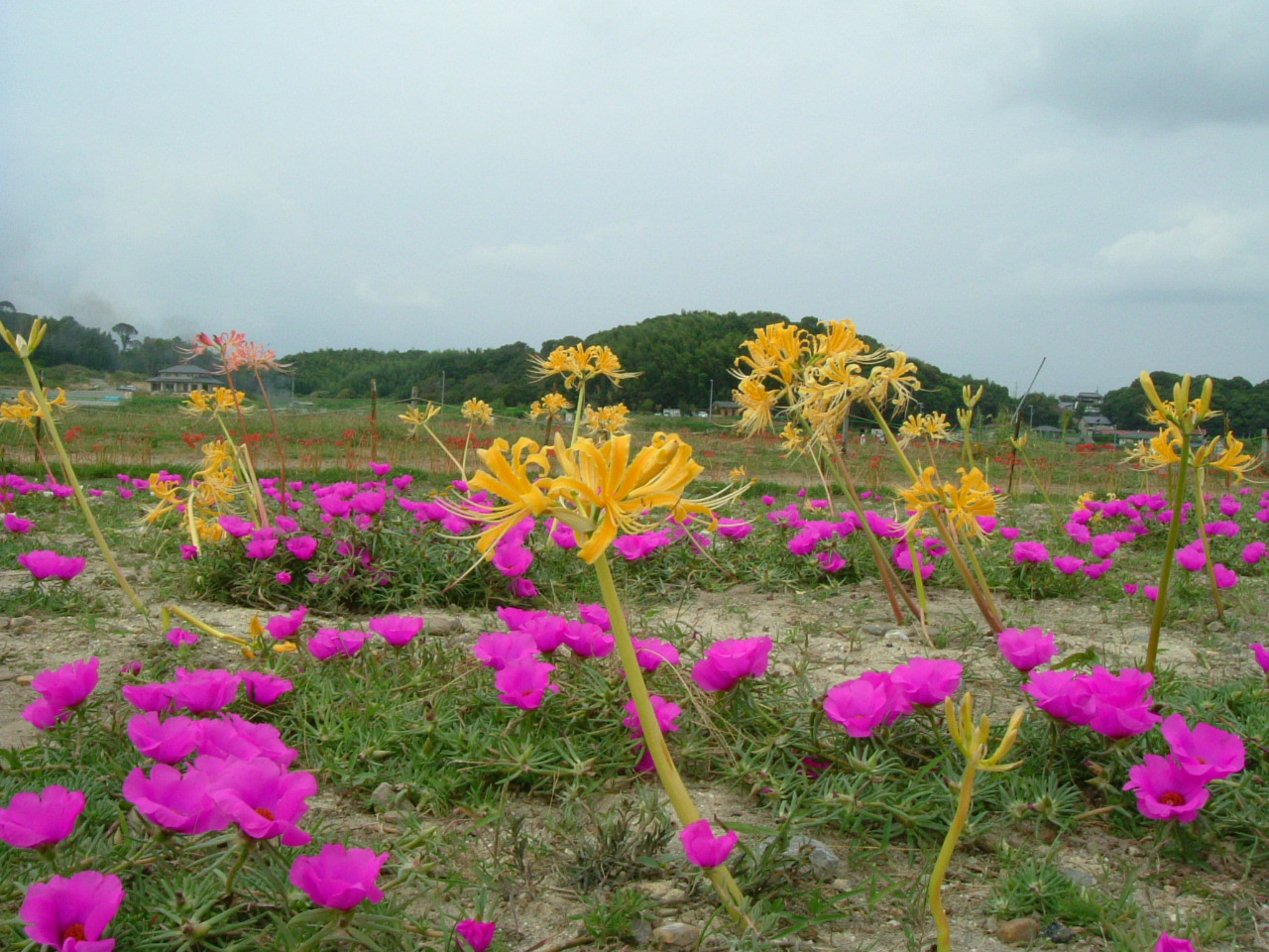b0147710_1132290.jpg