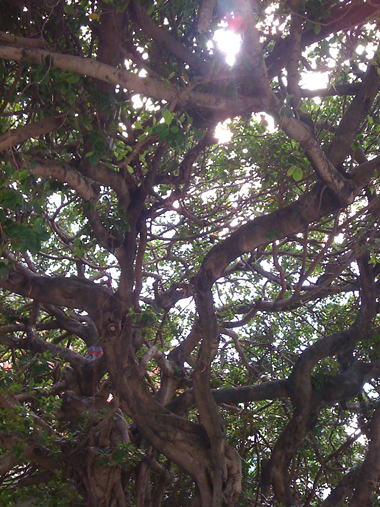 那覇市役所前のガジュマルの大木