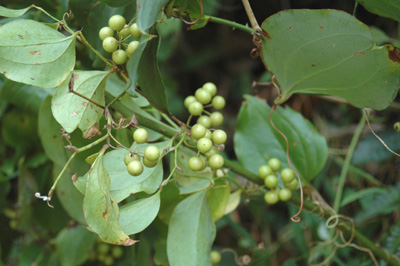 f0029536_1521377.jpg