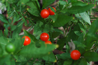 f0029536_15214793.jpg
