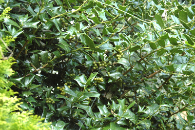 f0029536_1523054.jpg