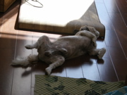 c0153444_10305572.jpg