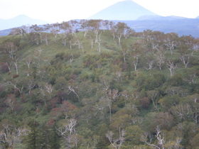 c0153444_958318.jpg