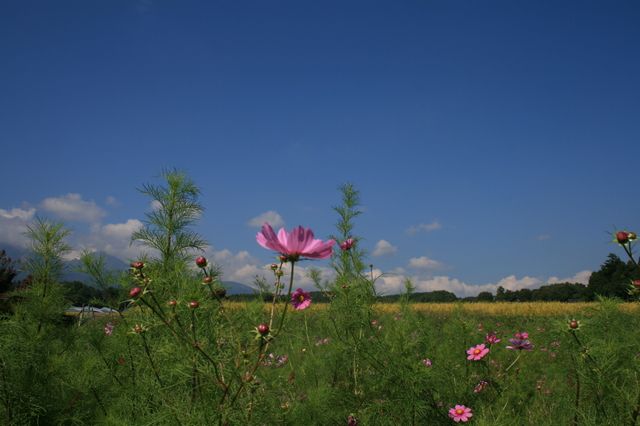 e0082045_21571791.jpg