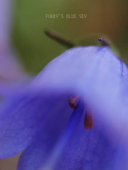 c0145250_15403034.jpg