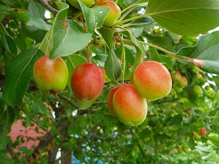 e0004756_20271967.jpg
