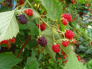 e0004756_20281836.jpg