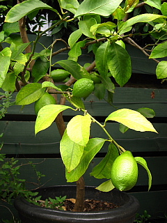 a0021558_21533767.jpg