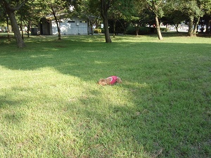c0135363_263524.jpg