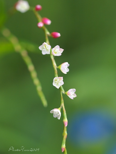 b0078874_2037556.jpg