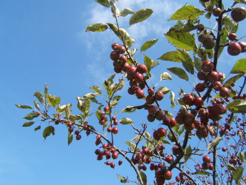 f0145575_13252745.jpg