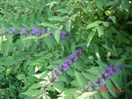 c0057781_15155262.jpg