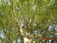 c0057781_1523237.jpg