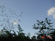 c0057781_15402262.jpg