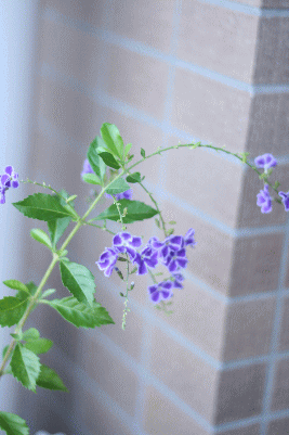 d0100192_16563847.gif