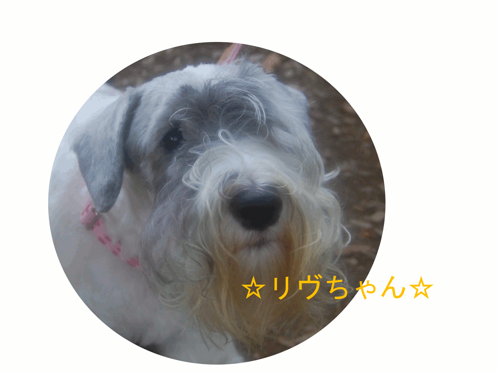 a0122619_115060.gif